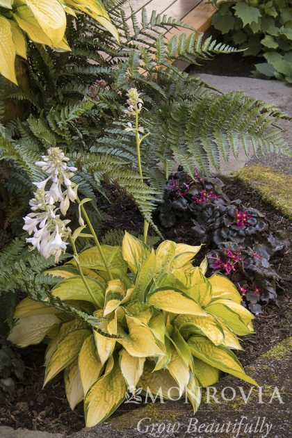 product-1157-1759492333-MO403562