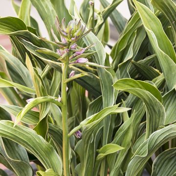 HOSTA 'PRAYING HANDS', SIZE #1