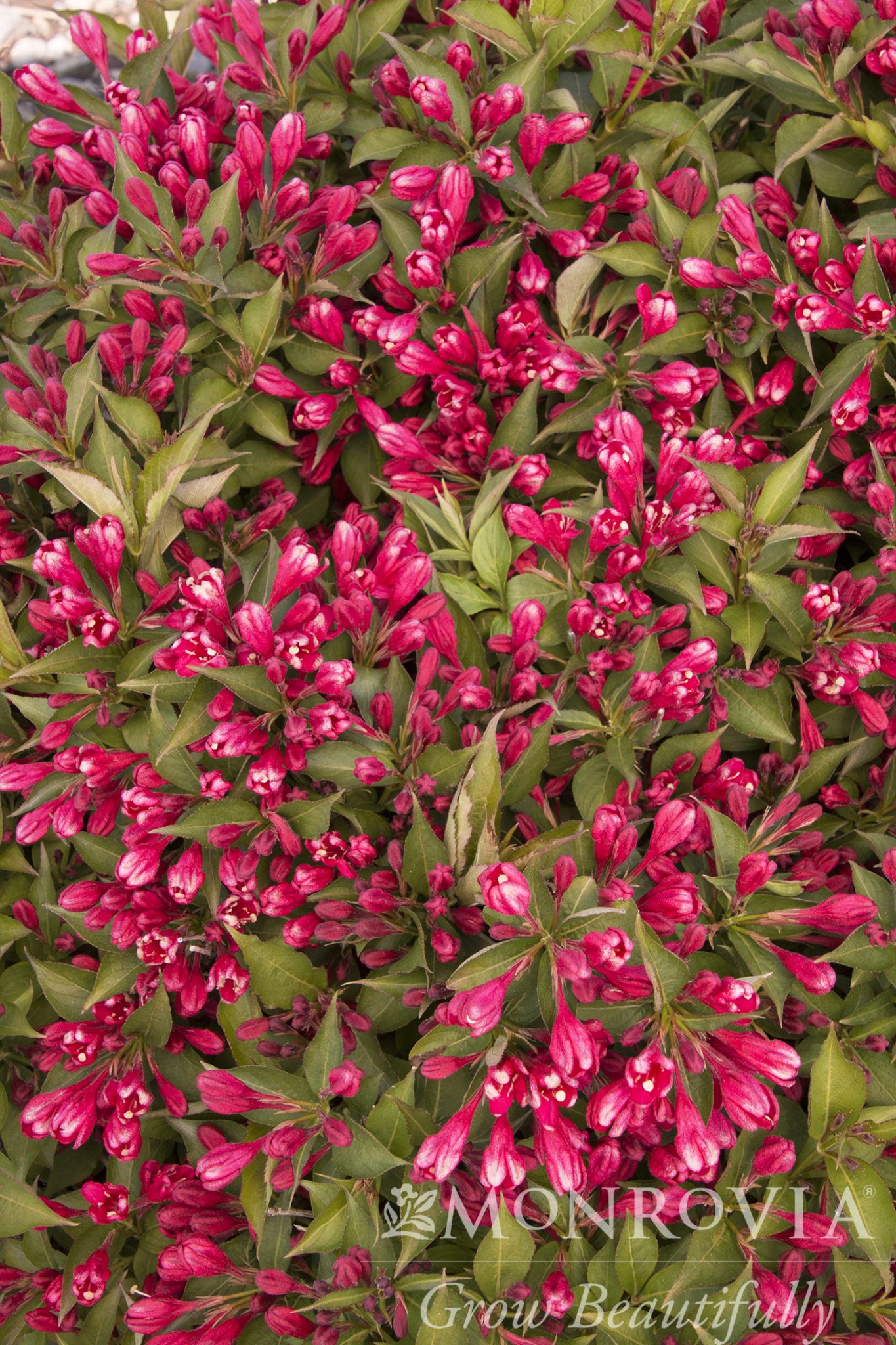 CRIMSON KISSES® WEIGELA, SIZE #2 - Garden Center - MN