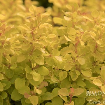 GOLDEN JACKPOT BARBERRY,SIZE #2