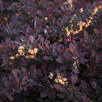 LAVA NUGGET® BARBERRY, SIZE #2