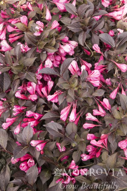 COCO KRUNCH® WEIGELA, SIZE #2
