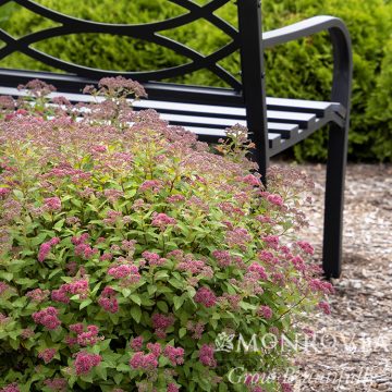 LIL' FLIRT SPIREA, SIZE #2