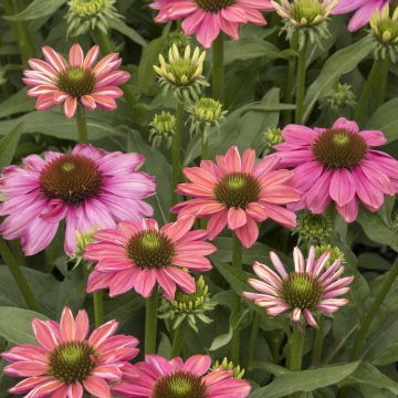 ECHINACEA 'EVOLUTION™ COLORIFIC™', SIZE #1