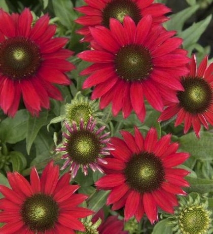 product-1181-1759492713-MO415741