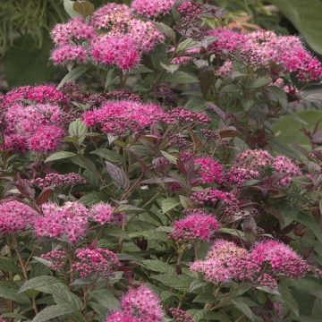 WALBERTON'S® PLUMTASTIC SPIREA, SIZE #2