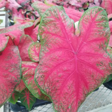 Caladium Red - 6" pot