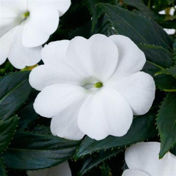 Impatiens SunPatiens® Compact Classic White