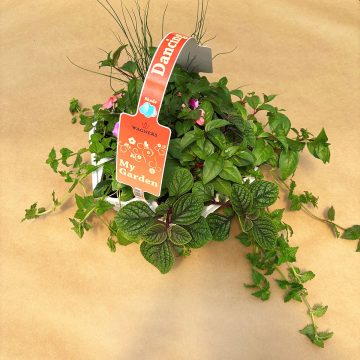 My Garden Combo 'Dancing Shade' - 7 count