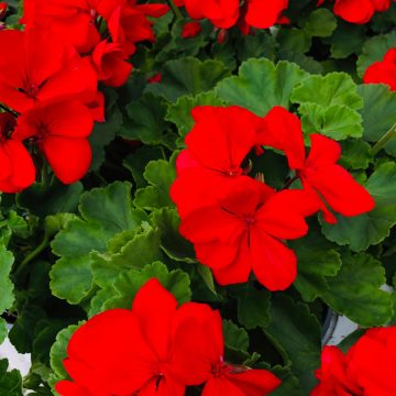 Geranium Dynamo™ Dark Red - 4 1/3" pot