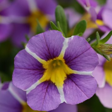 Calibrachoa MiniFamous® Uno Violet Star - 4 1/3"