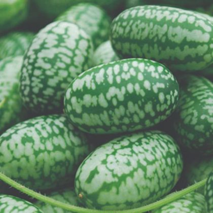 Cucumber Mexican Sour Gherkin- 3½" pot