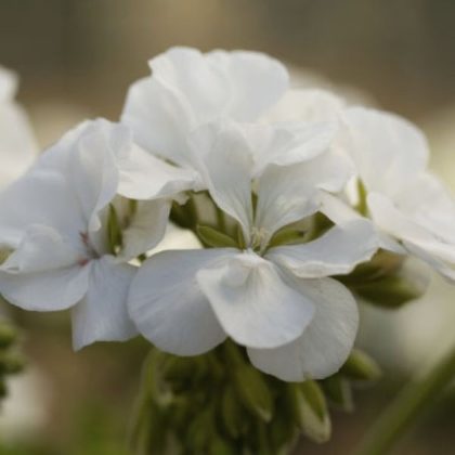 product-118593-1759483418-GRICPL401-13SP