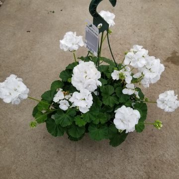 Geranium Calliope® Large White- 12" Basket