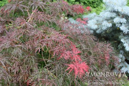 product-118598-1759489118-MO034382