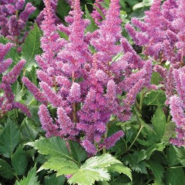 ASTILBE 'VISIONS', SIZE #1