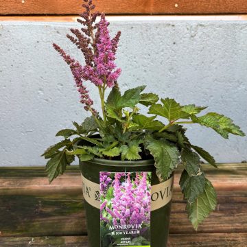 ASTILBE 'VISIONS', SIZE #1
