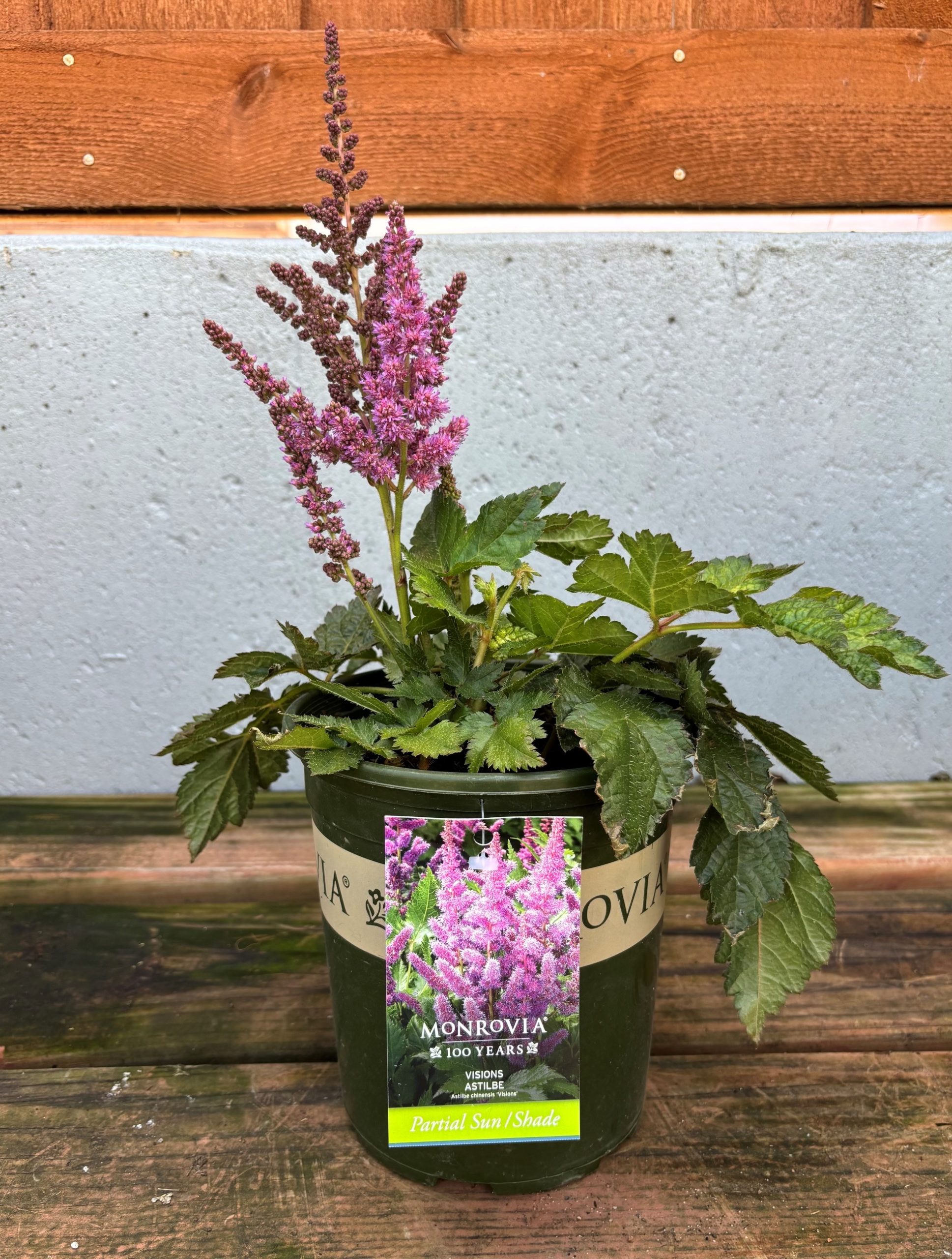 ASTILBE 'VISIONS', SIZE #1