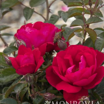 Grace N' Grit™ PINK ROSE, SIZE #2