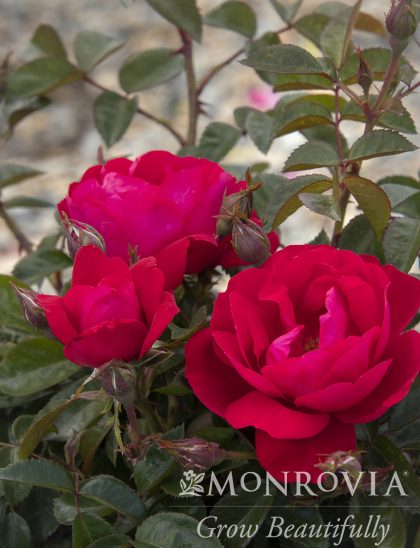 product-1186-1759492755-MO421162