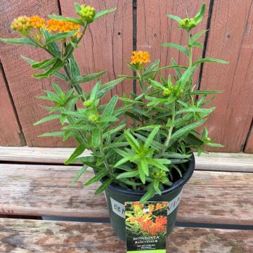 Asclepias ‘Gay Butterflies’, Size #1