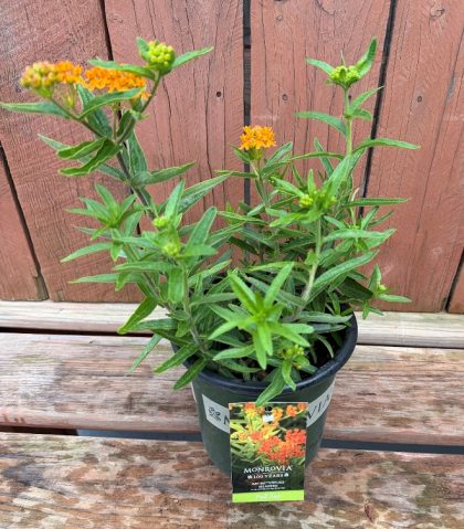 Asclepias ‘Gay Butterflies’, Size #1