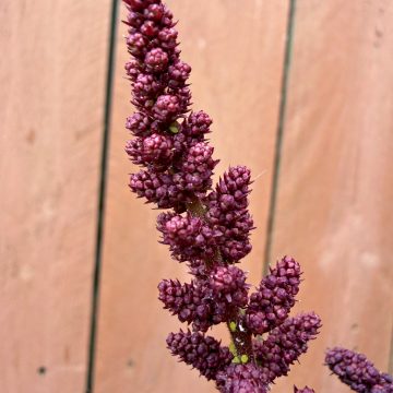 ASTILBE 'VISIONS VOLCANO', SIZE #1