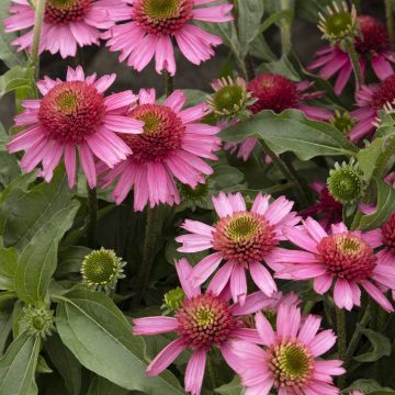 ECHINACEA 'DELICIOUS CANDY®', SIZE #1