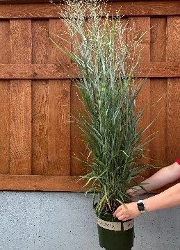 PANICUM 'PRAIRIE DOG', SIZE #2