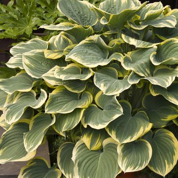 HOSTA 'SAGAE', SIZE #2