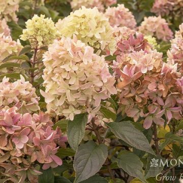 STRAWBERRY SHAKE™ HYDRANGEA, SIZE #2