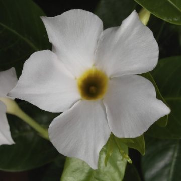 MANDEVILLA 'MADINIA™ WHITE', SIZE- QUART