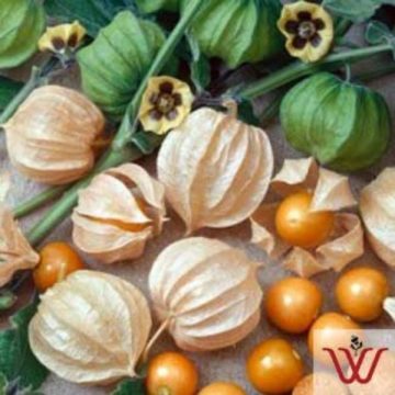 Physalis pruinosa, Ground Cherry- 3½" pot