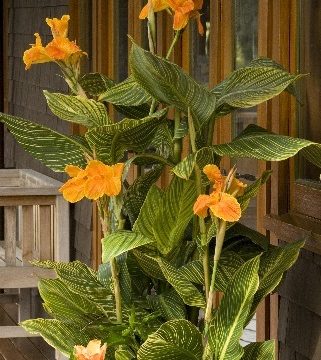 CANNA 'TROPICANNA® GOLD', SIZE #2