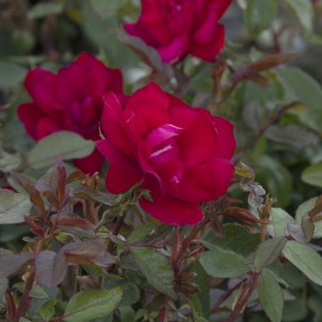 Grace N' Grit™ RED ROSE, SIZE #2