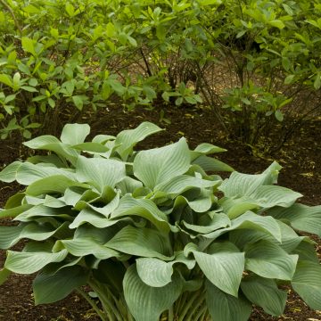 HOSTA 'KROSSA REGAL', SIZE #2