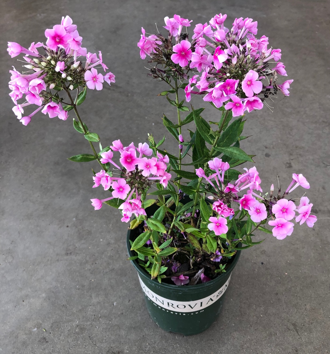 product-11892-1759493108-mo431271