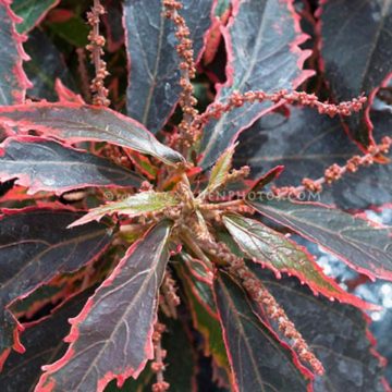 Acalypha Red - 4 1/3" pot