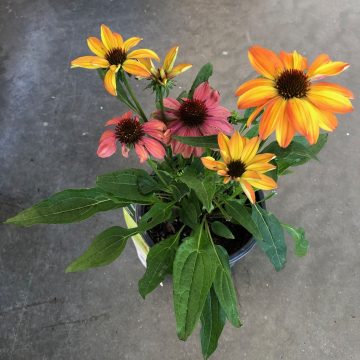 ECHINACEA 'CHEYENNE SPIRIT', SIZE #1