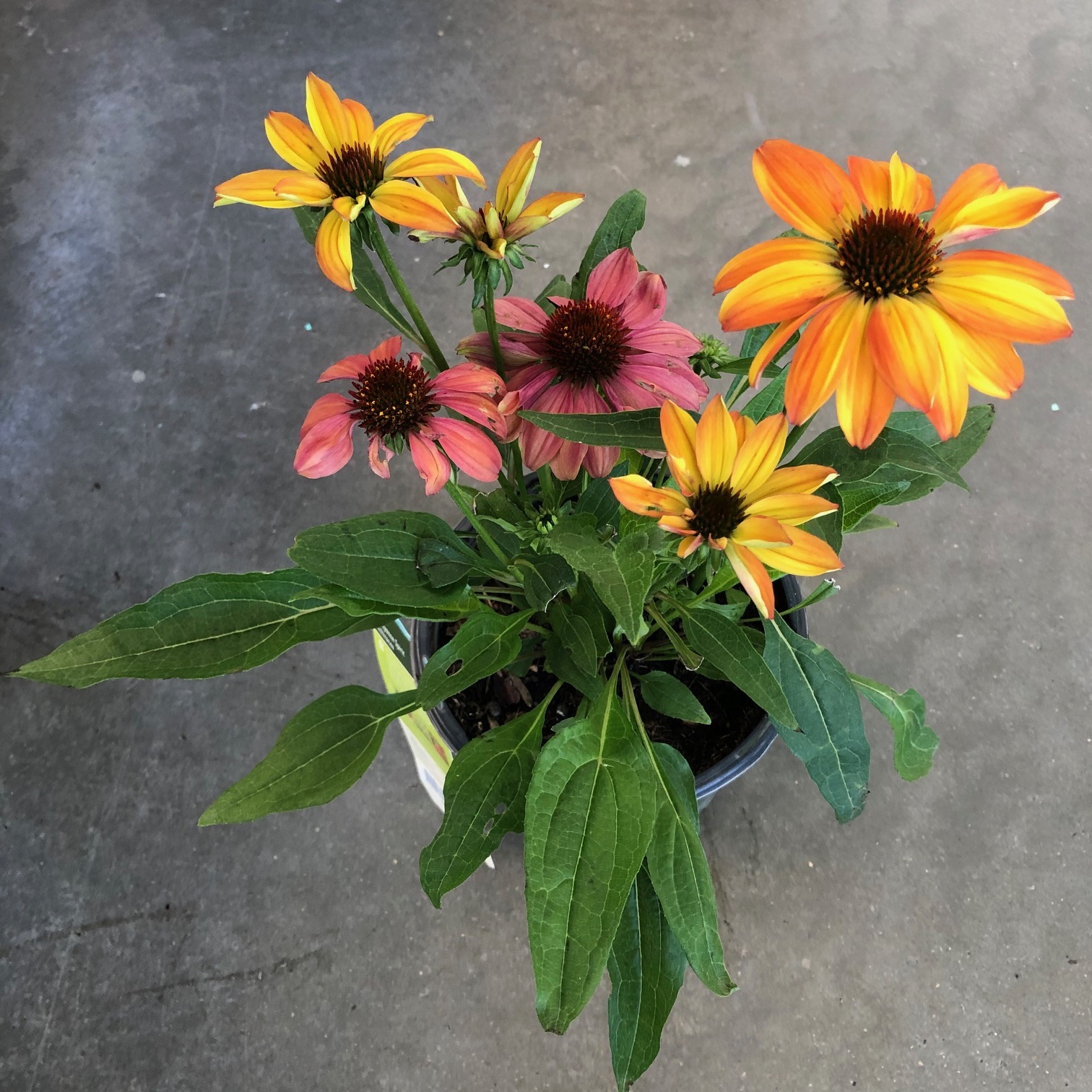 product-11893-1759491572-mo087021