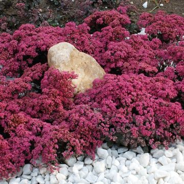 SEDUM 'SunSparkler® DAZZLEBERRY', SIZE #1