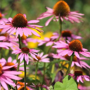 ECHINACEA 'MAGNUS', SIZE #1