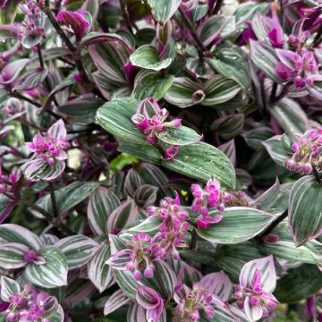 Tradescantia Nanouk - 4 1/3" Pot