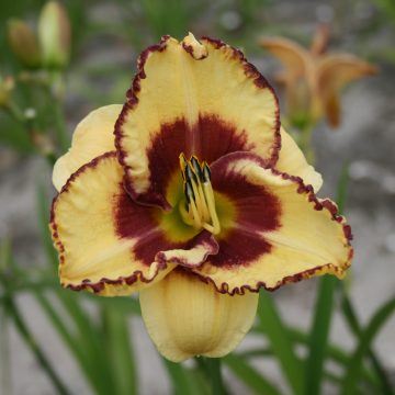 HEMEROCALLIS 'SKYE™ BLAZING', SIZE #1