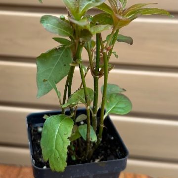 CEPHALANTHUS OCCIDENTALIS- 3.5″ Pot