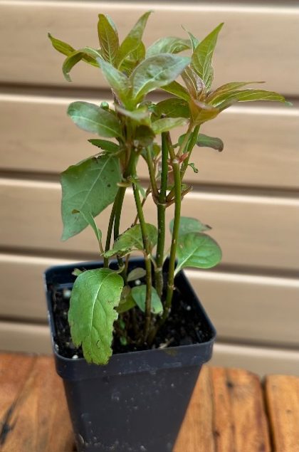 CEPHALANTHUS OCCIDENTALIS- 3.5″ Pot