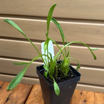 COREOPSIS LANCEOLATA- 3.5″ Pot