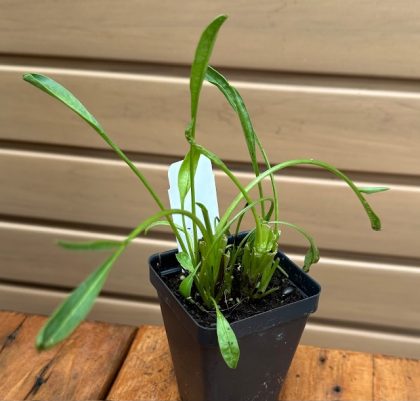 COREOPSIS LANCEOLATA- 3.5″ Pot