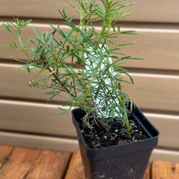 DALEA PURPUREA- 3.5″ Pot