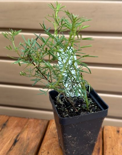 DALEA PURPUREA- 3.5″ Pot